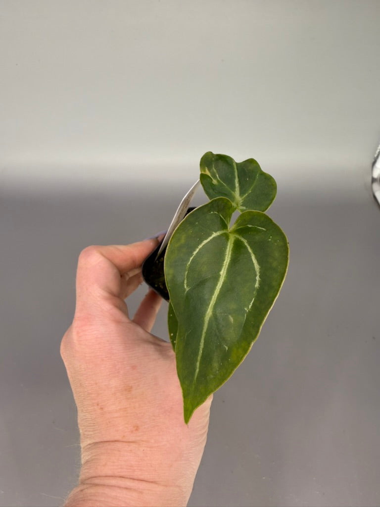 Anthurium Blue Velvet x Giant Pink Crystal Mag x Wonderboy A – Grower’s Choice