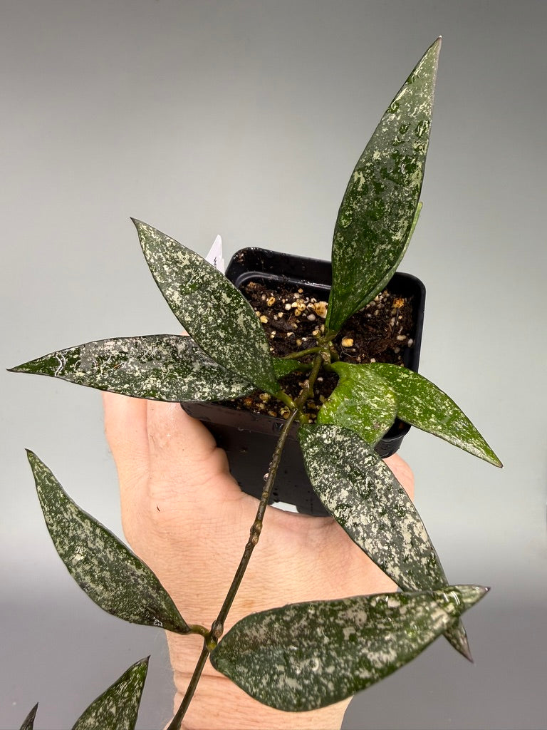 Hoya Parviflora Splash – Heavy Splash – Exact Plant #0617