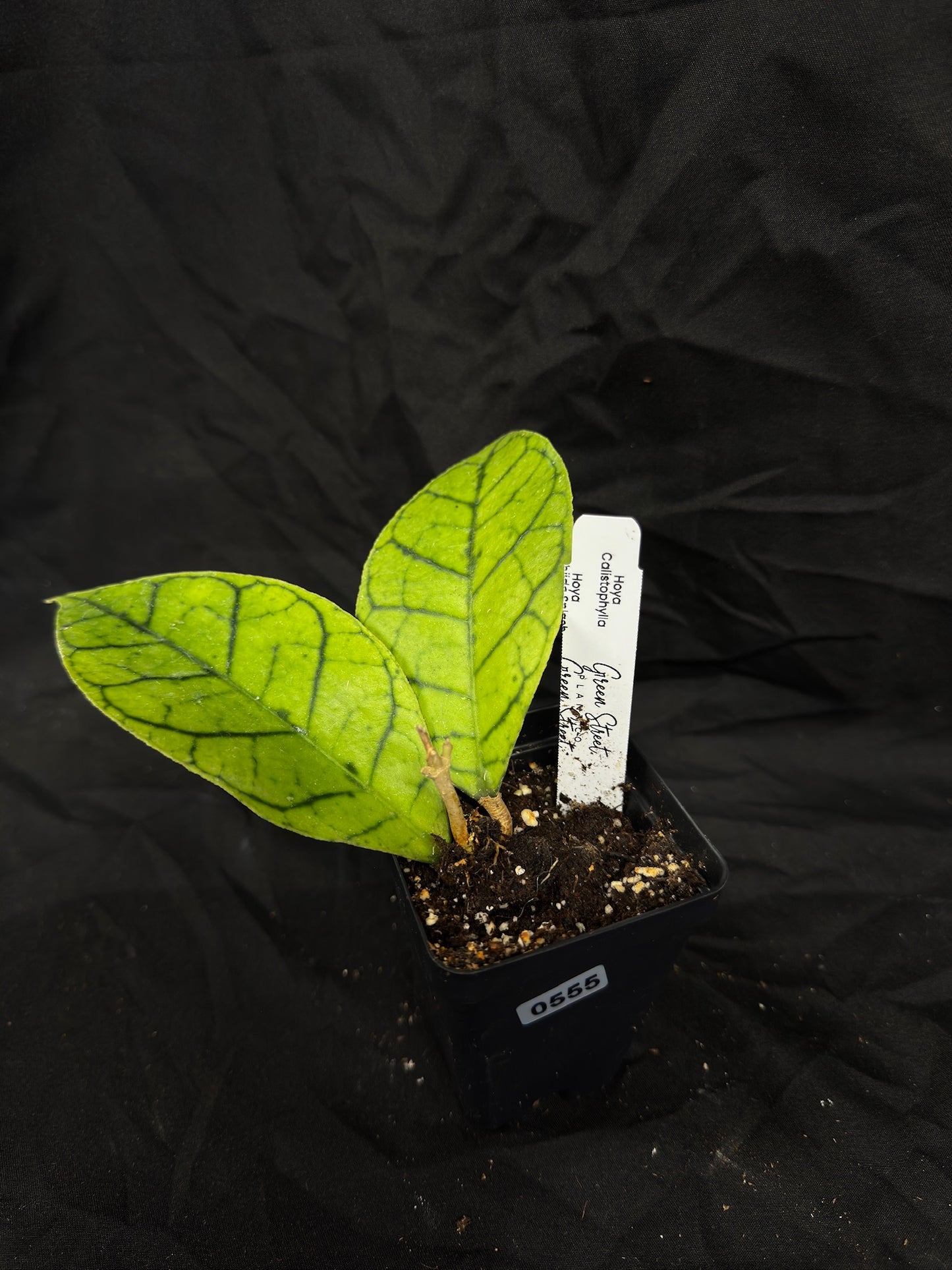 Hoya Callistophylla – Grower’s Choice