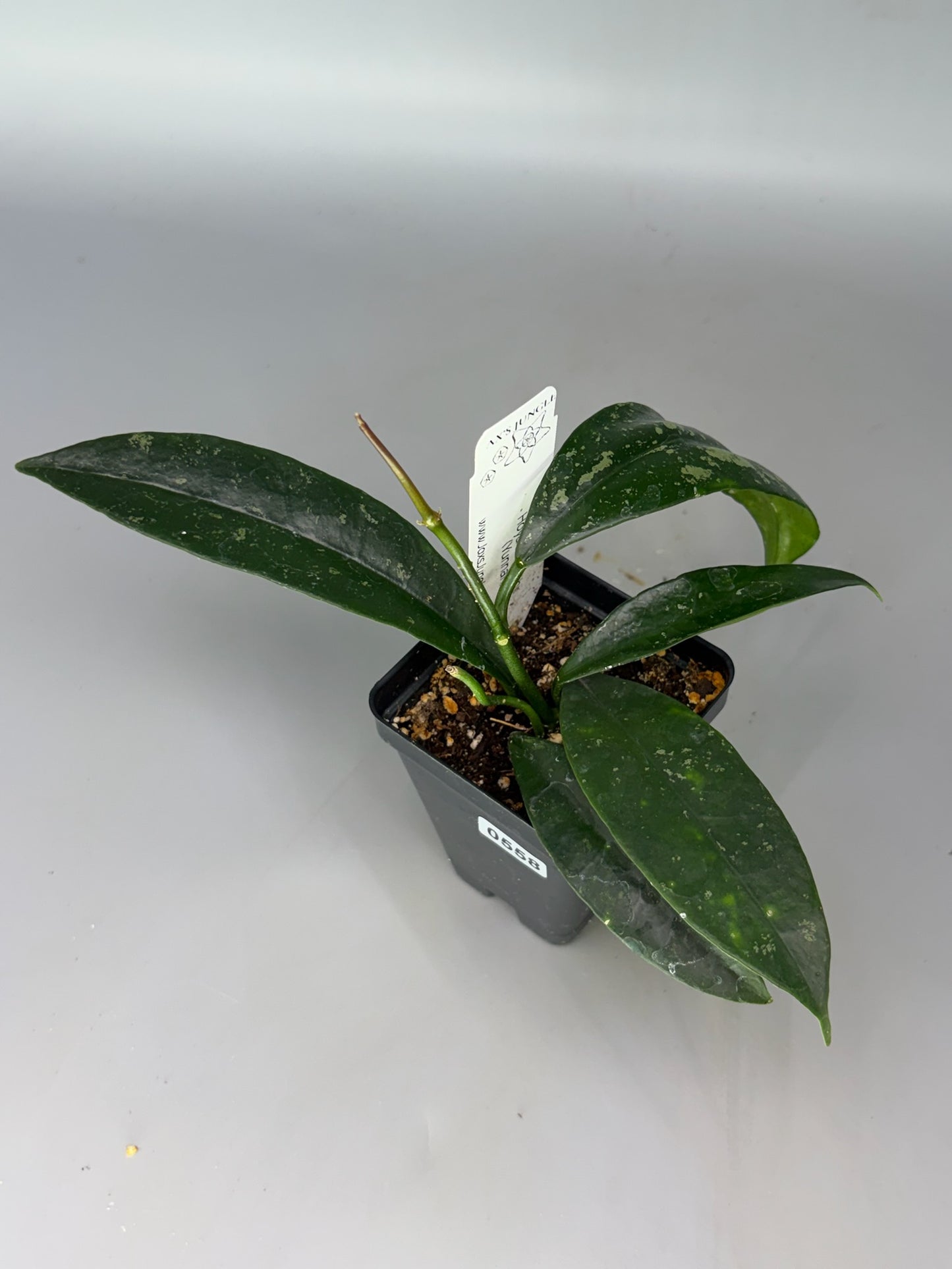 Hoya AFF Griffithii (Yunnan) – Exact Plant #558