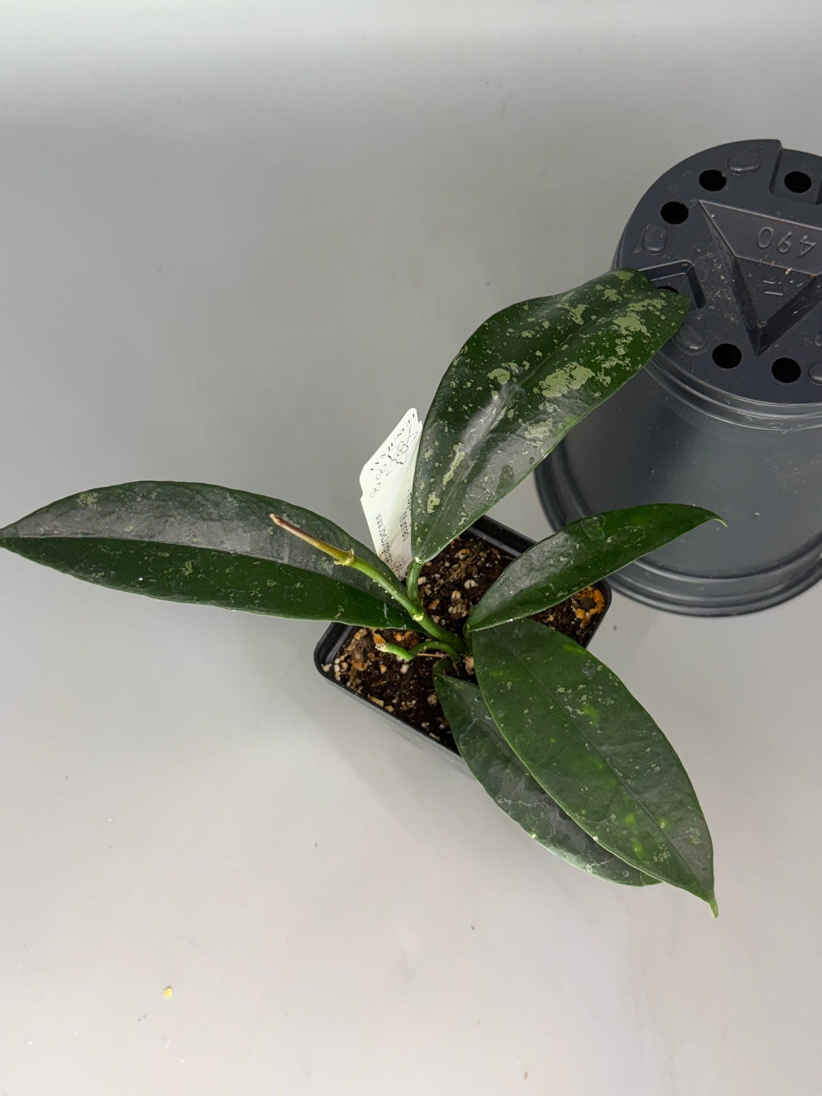 Hoya AFF Griffithii (Yunnan) – Exact Plant #558