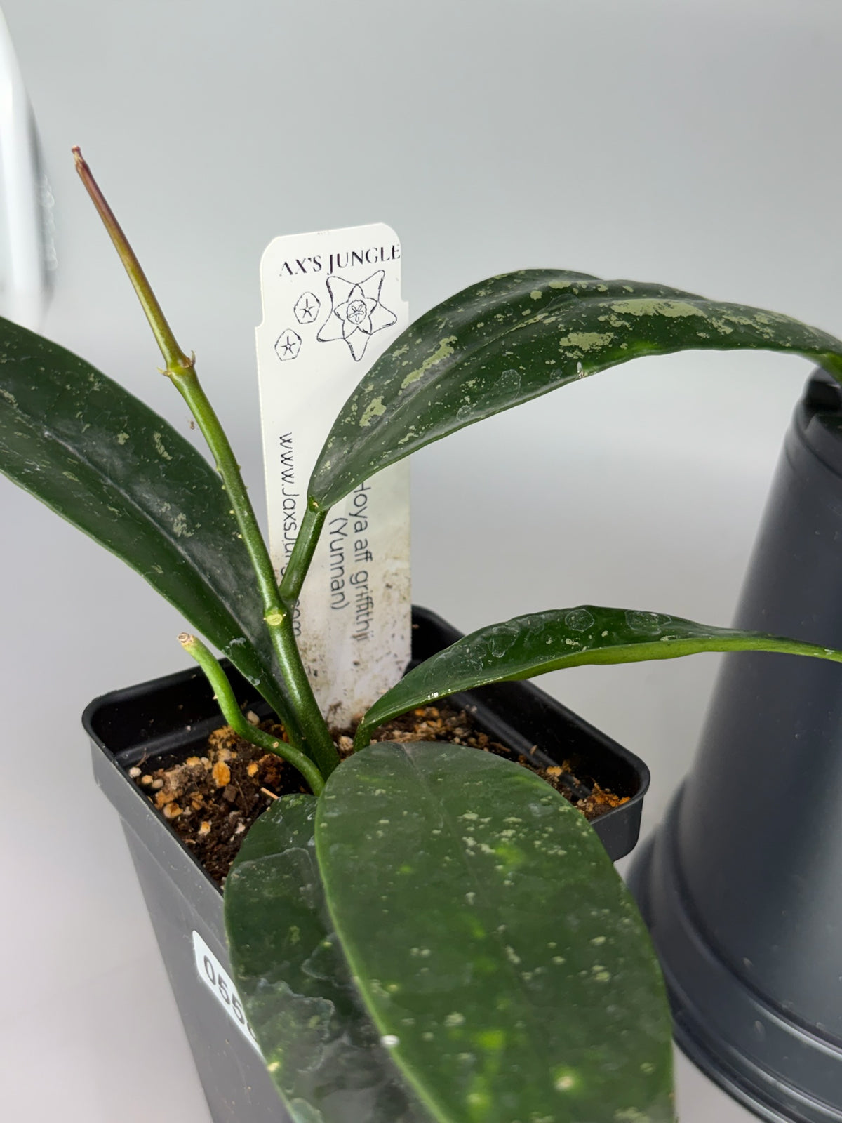 Hoya AFF Griffithii (Yunnan) – Exact Plant #558