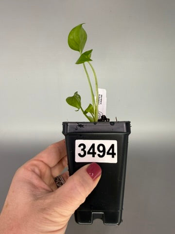 Monstera ‘Bulbasaur’ Variegated – Low Color Acclimated Tissue Culture #3494