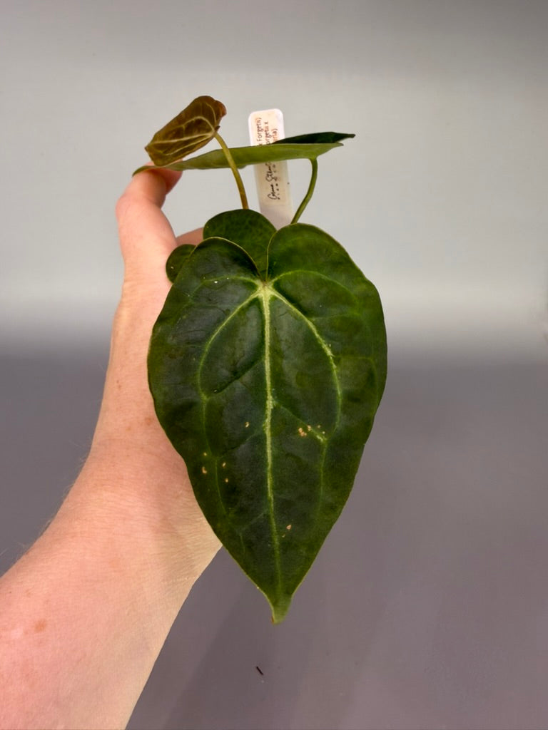 Anthurium (Pap x Forgetii) x (Forgetii x Carla) – Grower’s Choice