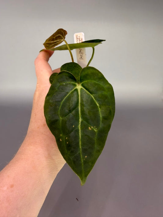 Anthurium (Pap x Forgetii) x (Forgetii x Carla) – Grower’s Choice