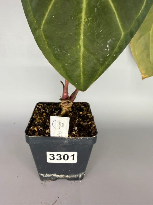 Anthurium Adrianne’s Bench Hybrid – Exact Plant #3301
