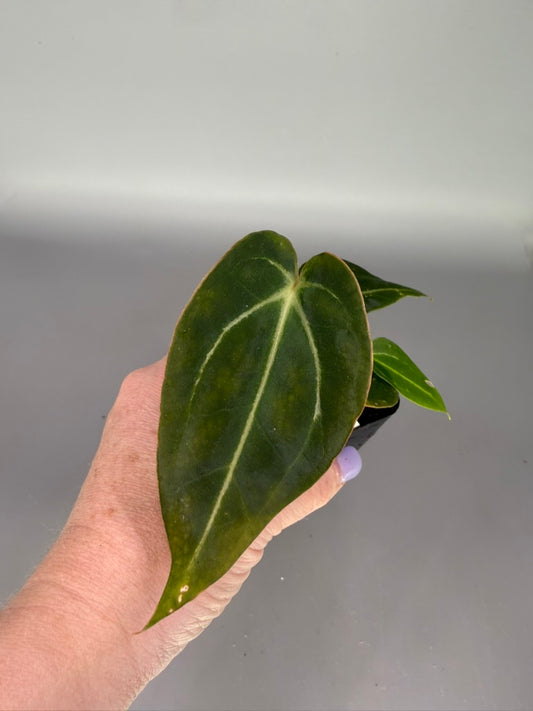 Anthurium Blue Velvet x Giant Pink Crystal Mag x Wonderboy A – Grower’s Choice
