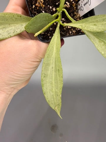Hoya New Guinea Gold – Exact Plant #0559