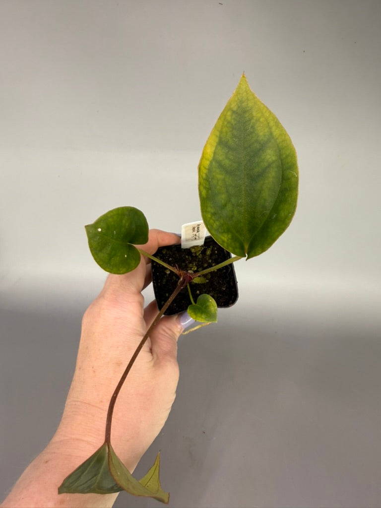 Anthurium Crystal Mag x Nigrolaminum ‘Gigi’ – Grower’s Choice