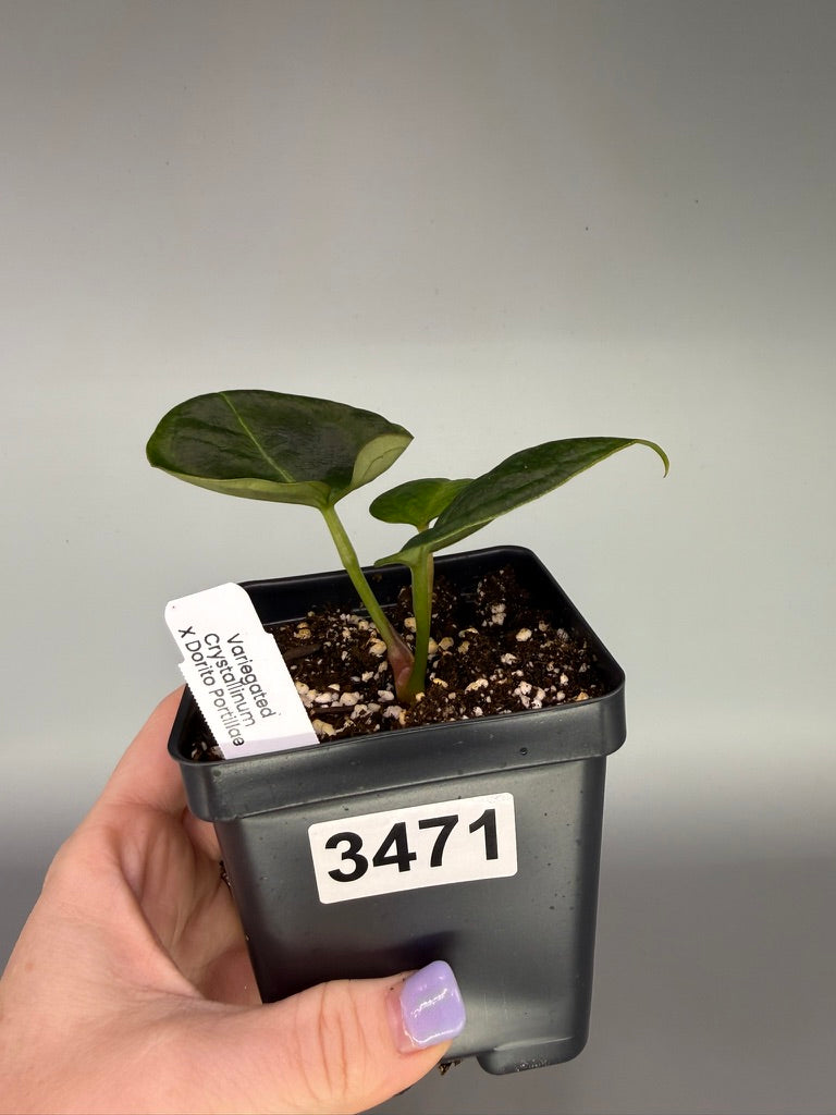Variegated Anthurium Crystallinum x Dorito Portillae – Exact Plant #3471
