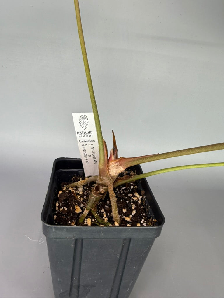Anthurium Pink Lemonade x Red Spider FP1