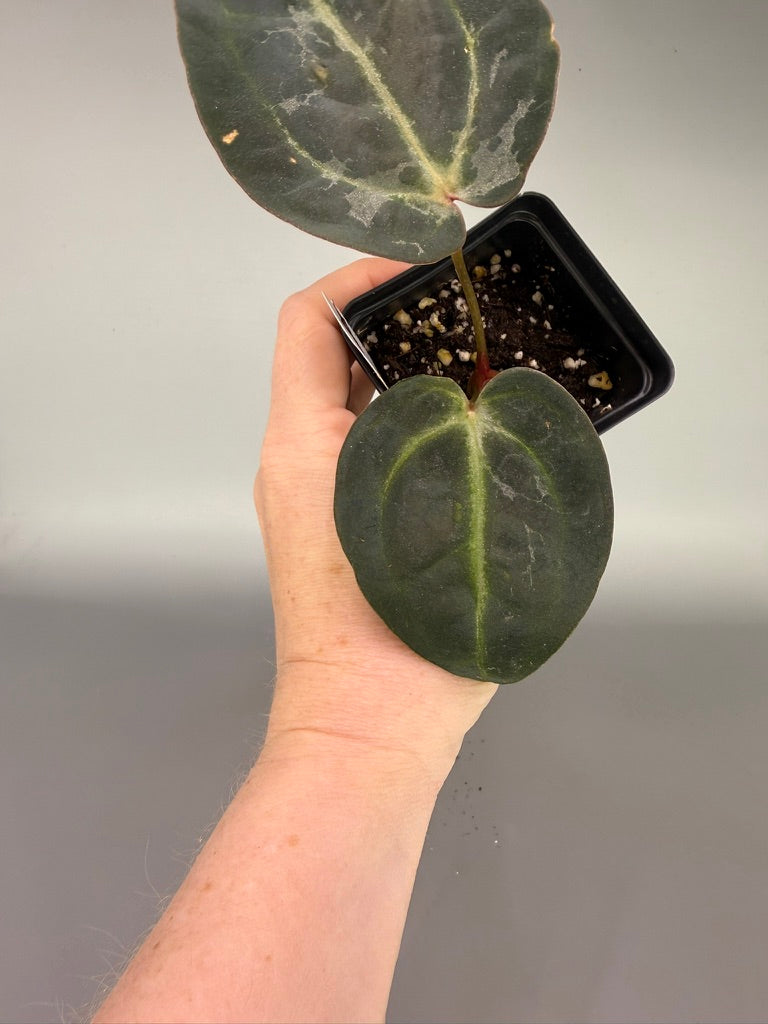 Variegated Anthurium Red Velvet Cake x Zara x Carla OG1 – Exact Plant #3378