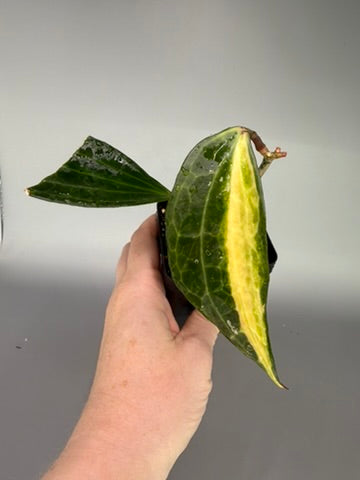 Hoya macrophylla ‘Pot of Gold’ – Exact Plant #0597