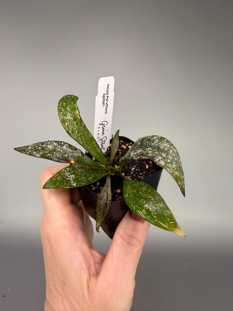 Hoya Parviflora Splash – 2" Grower’s Choice