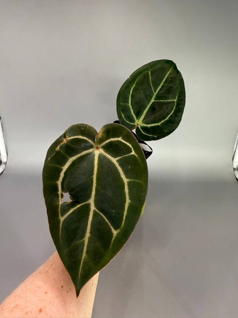 Anthurium Zara x Carla OG1 – Exact Plant #3470