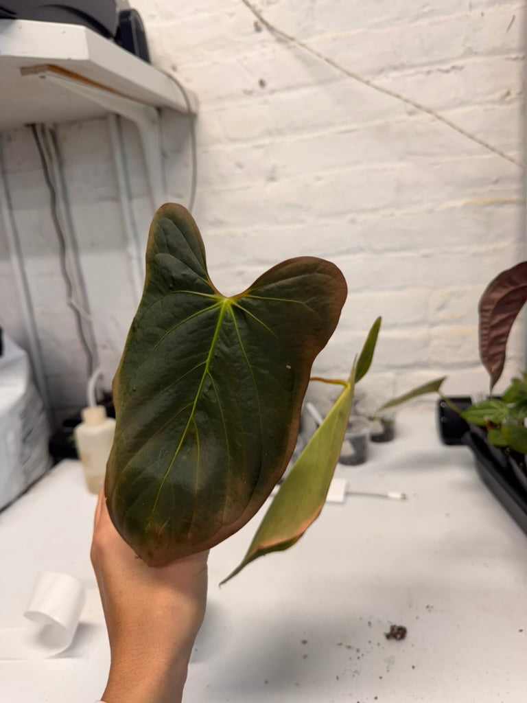 Anthurium Mr. Worldwide (NSE Port x Indo Port) X Antolakii BVEP