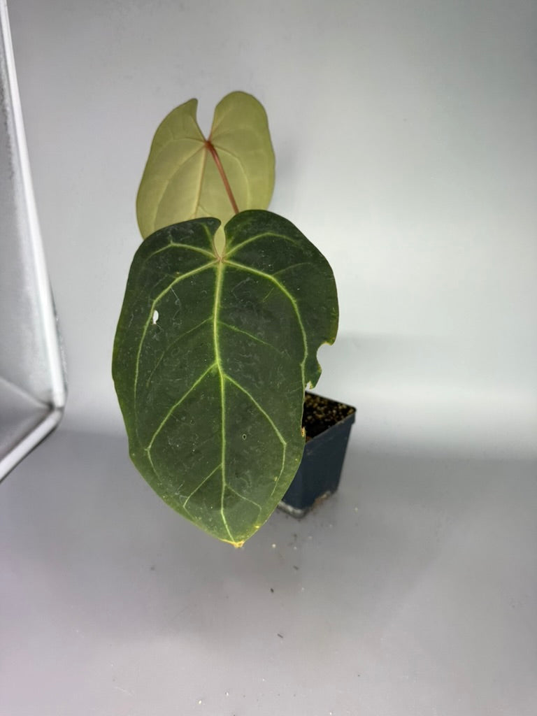 Anthurium Adrianne’s Bench Hybrid – Exact Plant #3301