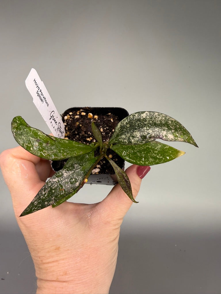Hoya Parviflora Splash – 2" Grower’s Choice