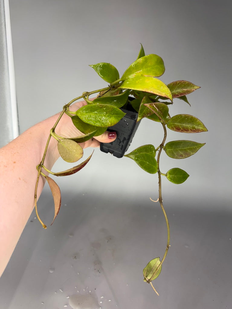 NOID Hoya #532 – Exact Plant