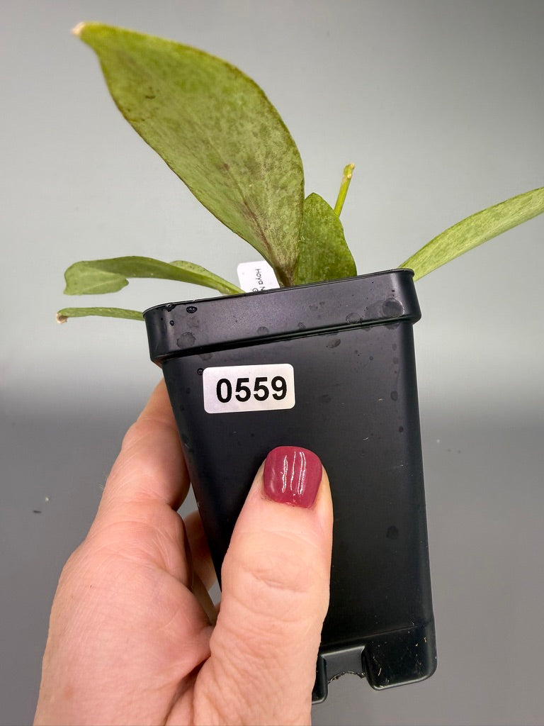 Hoya New Guinea Gold – Exact Plant #0559
