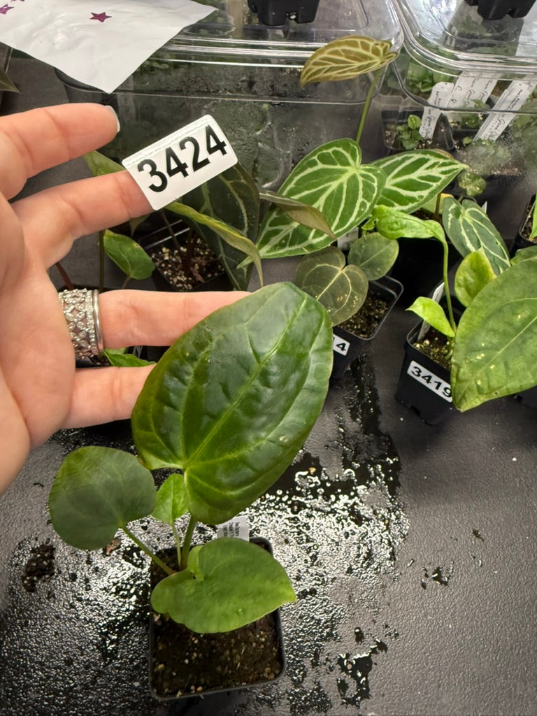 Anthurium Ree Gardens Dressleri X The Great Wave