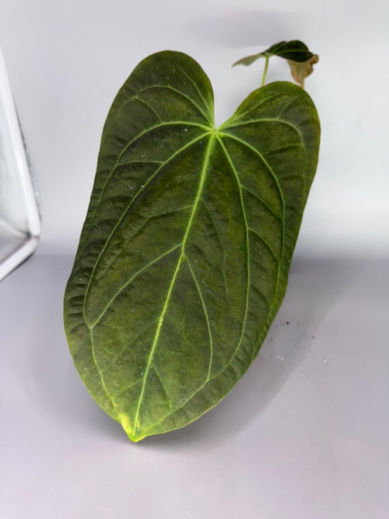Anthurium Pap x SP Trilobe x Red Crystal – Exact Plant #570