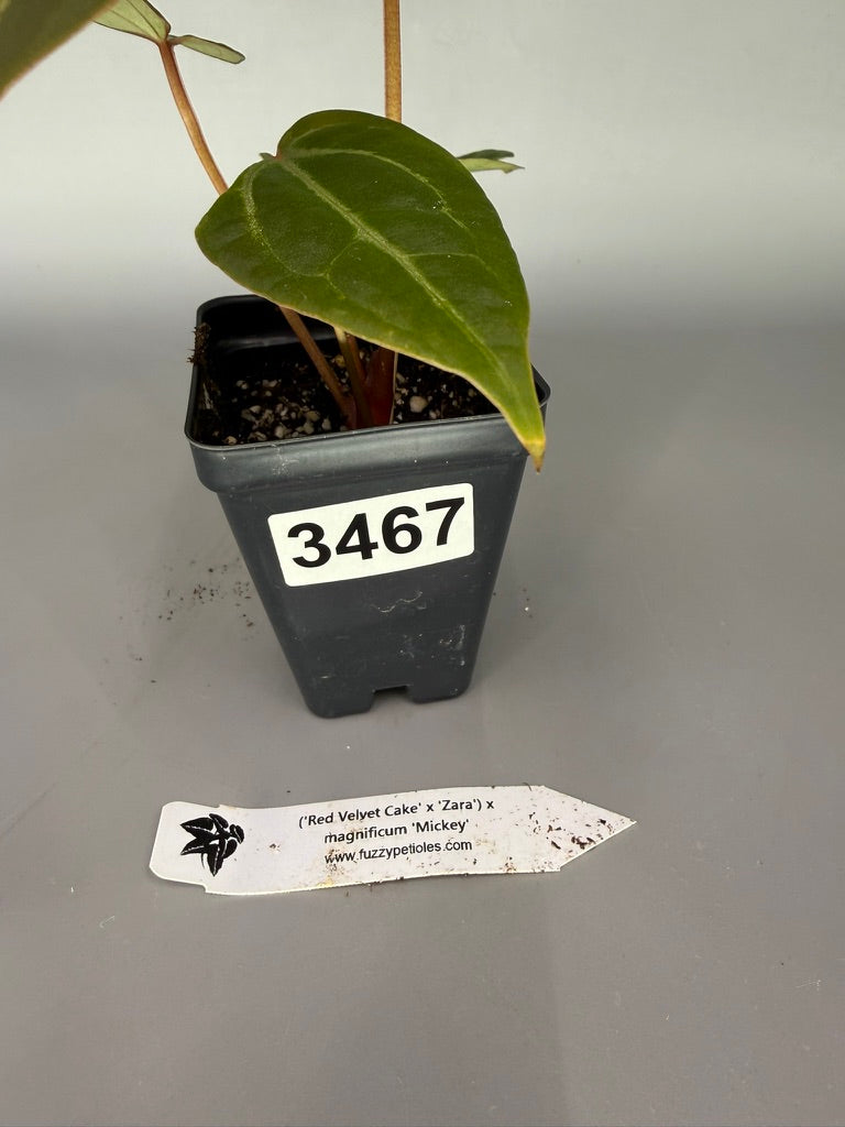 Anthurium Red Velvet Cake x Zara x Magnificum ‘Mickey’ – Exact Plant #3467