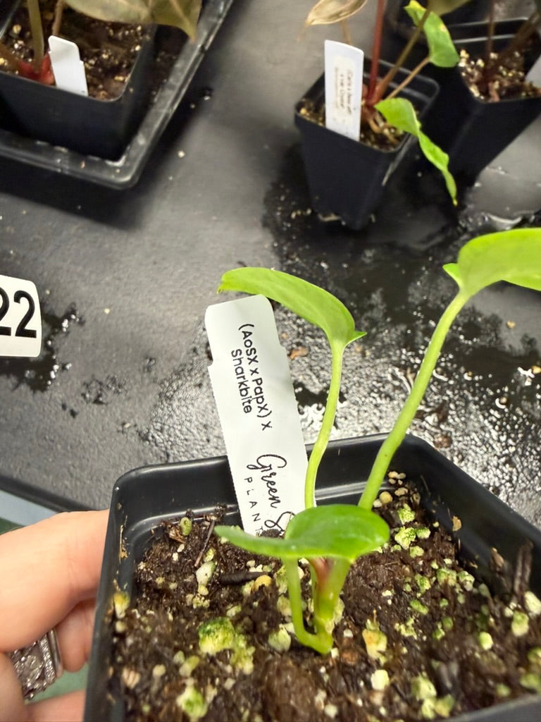 Anthurium (AoSX x PapX) x Sharkbite