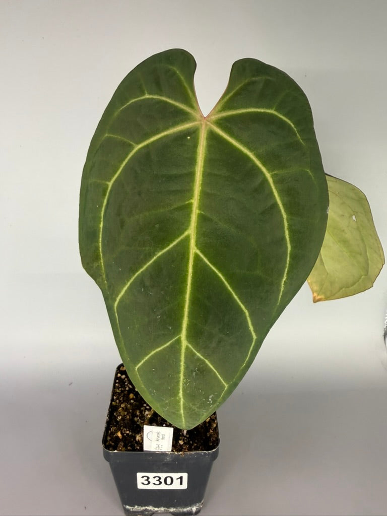 Anthurium Adrianne’s Bench Hybrid – Exact Plant #3301