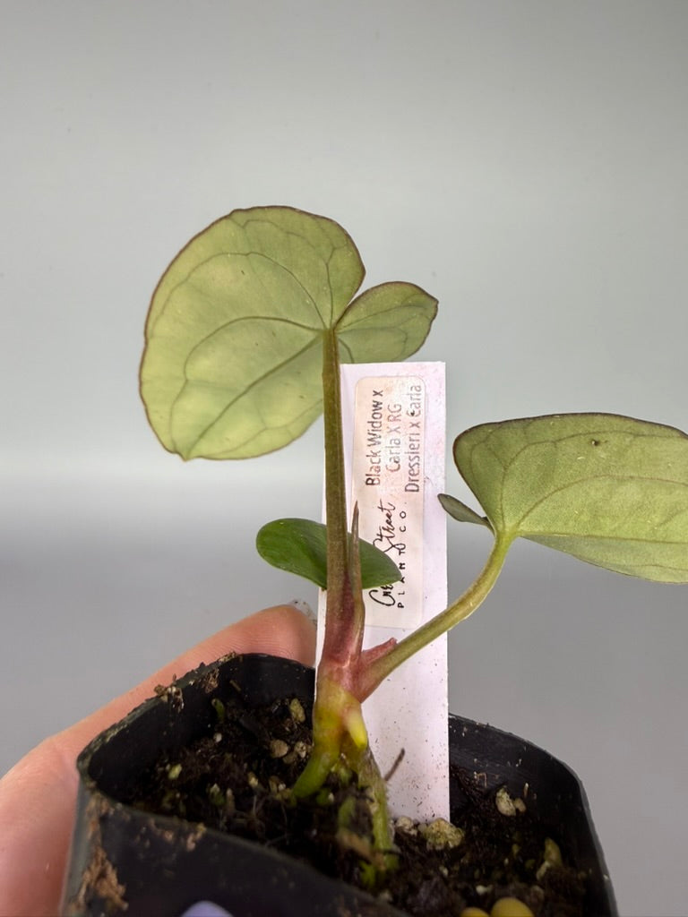 Anthurium Black Widow x Carla x Ree Gardens Dressleri x Carla – Grower’s Choice