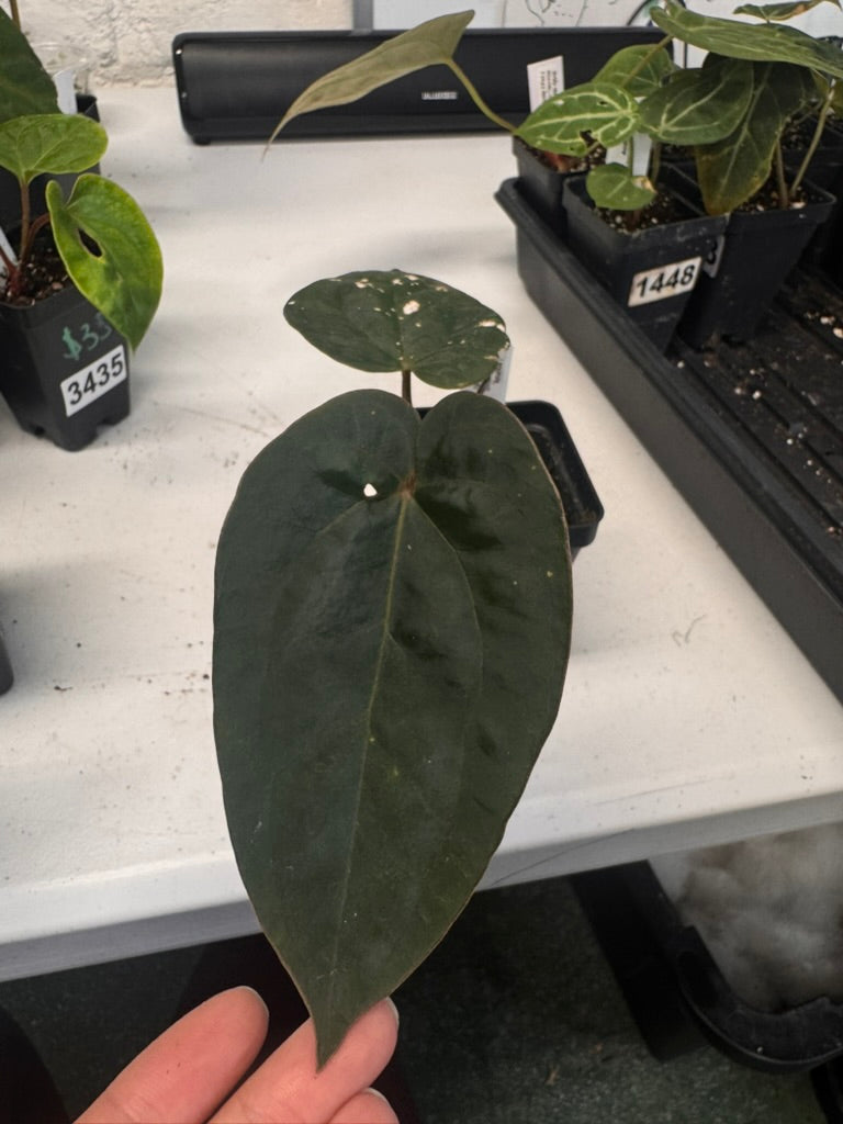 Anthurium (RG Dress F2 x Carla Amanda) X Kunaya 'Seashell'