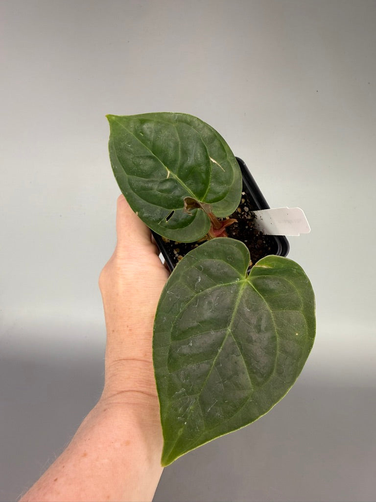 Anthurium Papillilaminum x Luxurians x Legend – Exact Plant #3411