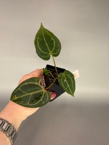 Anthurium Barry Schwartz NOID Bench Hybrid – Exact Plant #3495