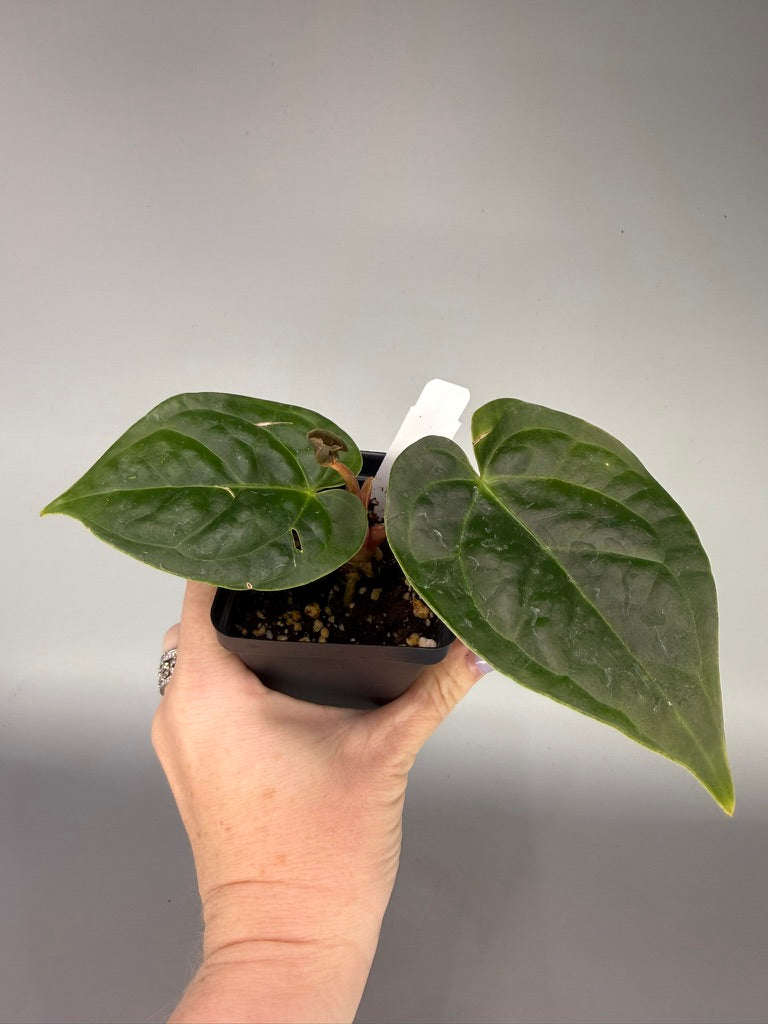 Anthurium Papillilaminum x Luxurians x Legend – Exact Plant #3411