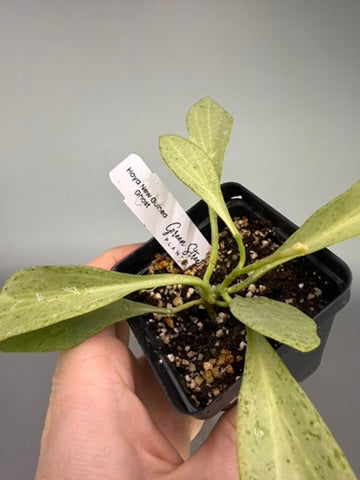 Hoya New Guinea Gold – Exact Plant #0559