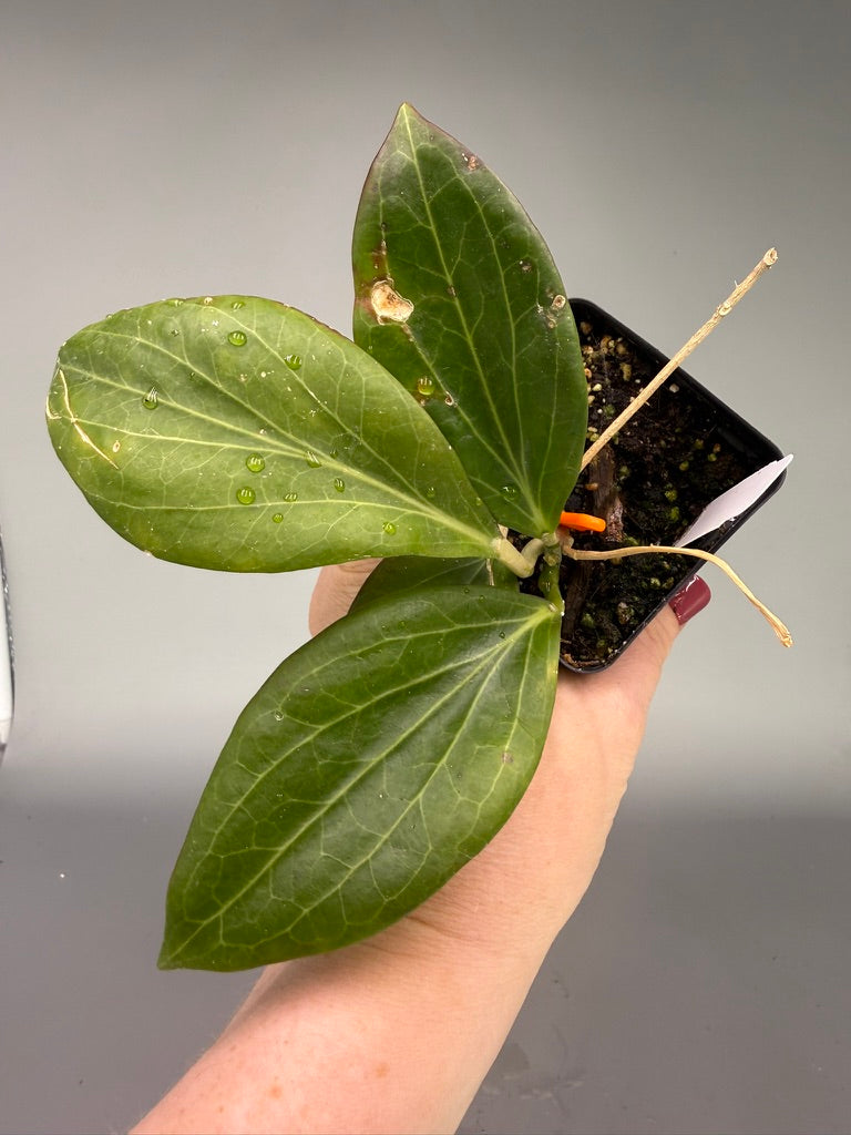 Hoya merrillii #619 – Exact Plant