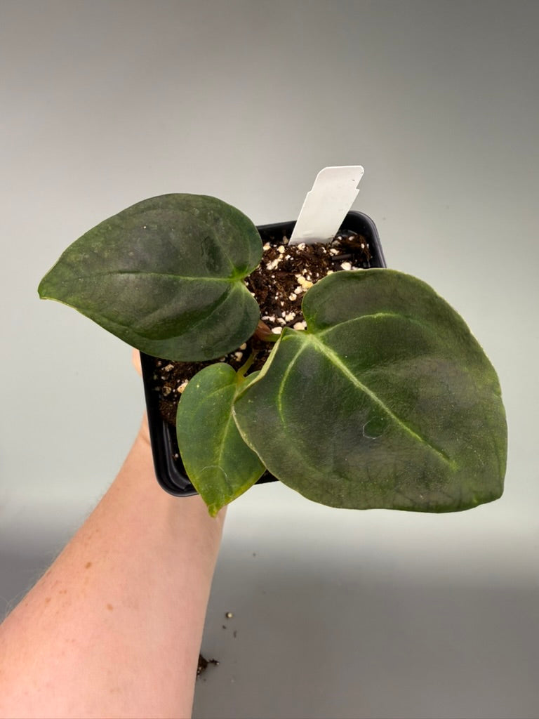 Variegated Anthurium Crystallinum x Dorito Portillae – Exact Plant #3471