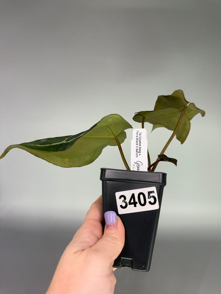 Anthurium TA Crystal Mag x Tim’s Black x Adrianne’s Bench – Exact Plant #3405