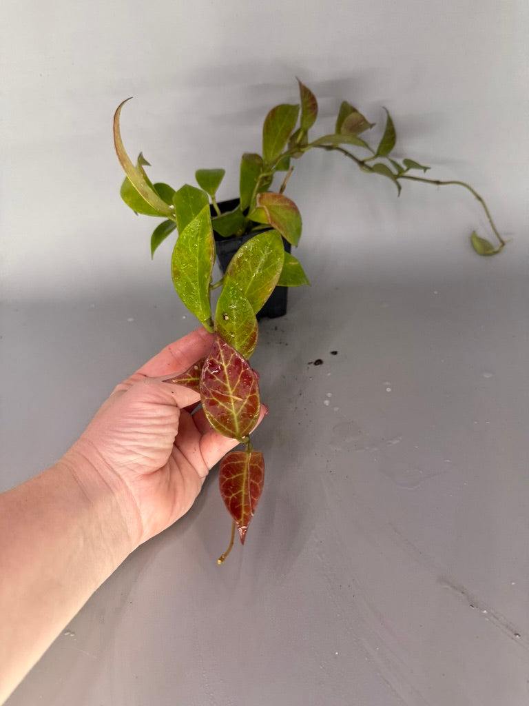 NOID Hoya #532 – Exact Plant