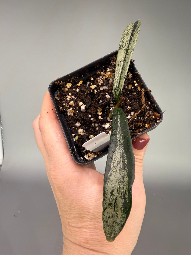 Hoya Minibelle Splash – Exact Plant #0616