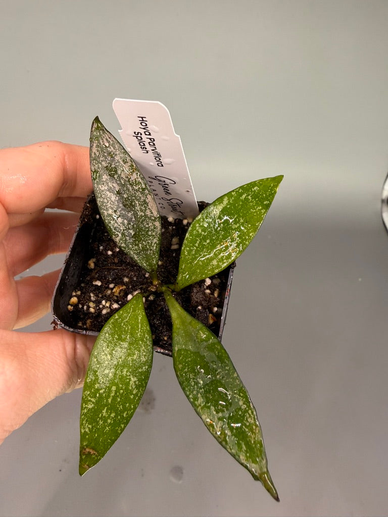 Hoya Parviflora Splash – 2" Grower’s Choice