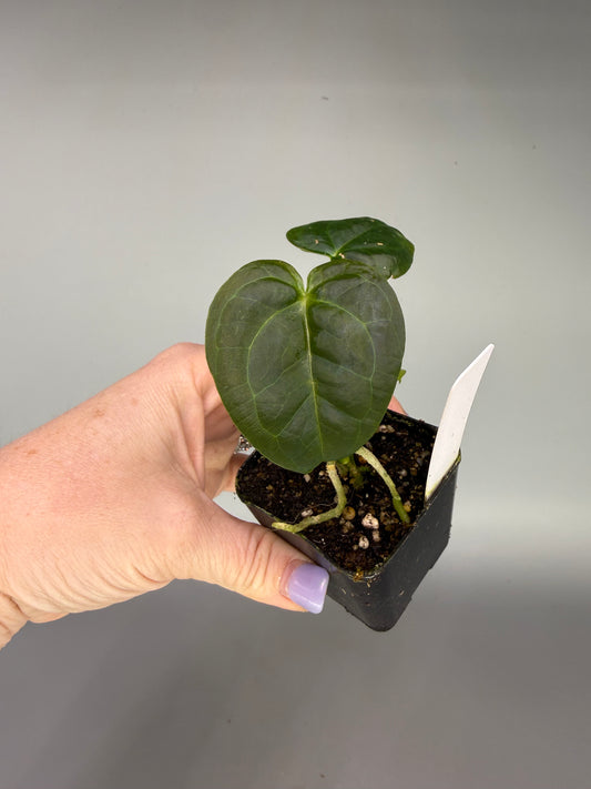 Anthurium (Pap x Forgetii) x (Zara Michelle x BS Curly Sinus) – Grower’s Choice