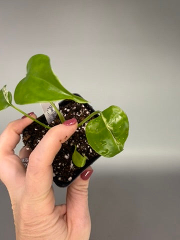 Monstera ‘Bulbasaur’ Variegated – Low Color Acclimated Tissue Culture #3494