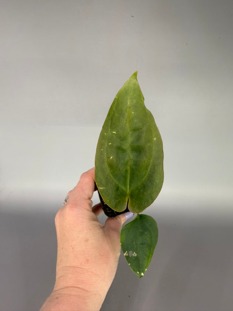 Anthurium Crystal Mag x Nigrolaminum ‘Gigi’ – Grower’s Choice