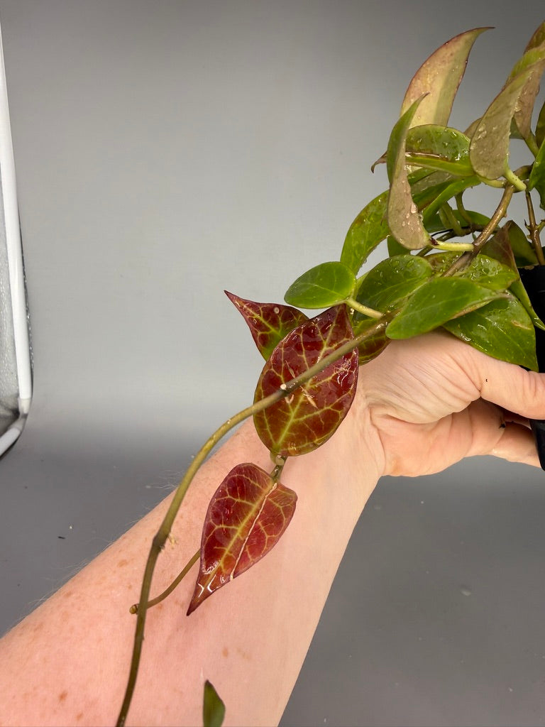 NOID Hoya #532 – Exact Plant