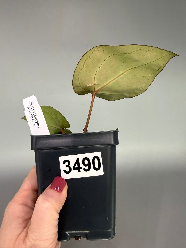 Anthurium Carla x Dorayaki x Carla OG1 – Exact Plant #3490