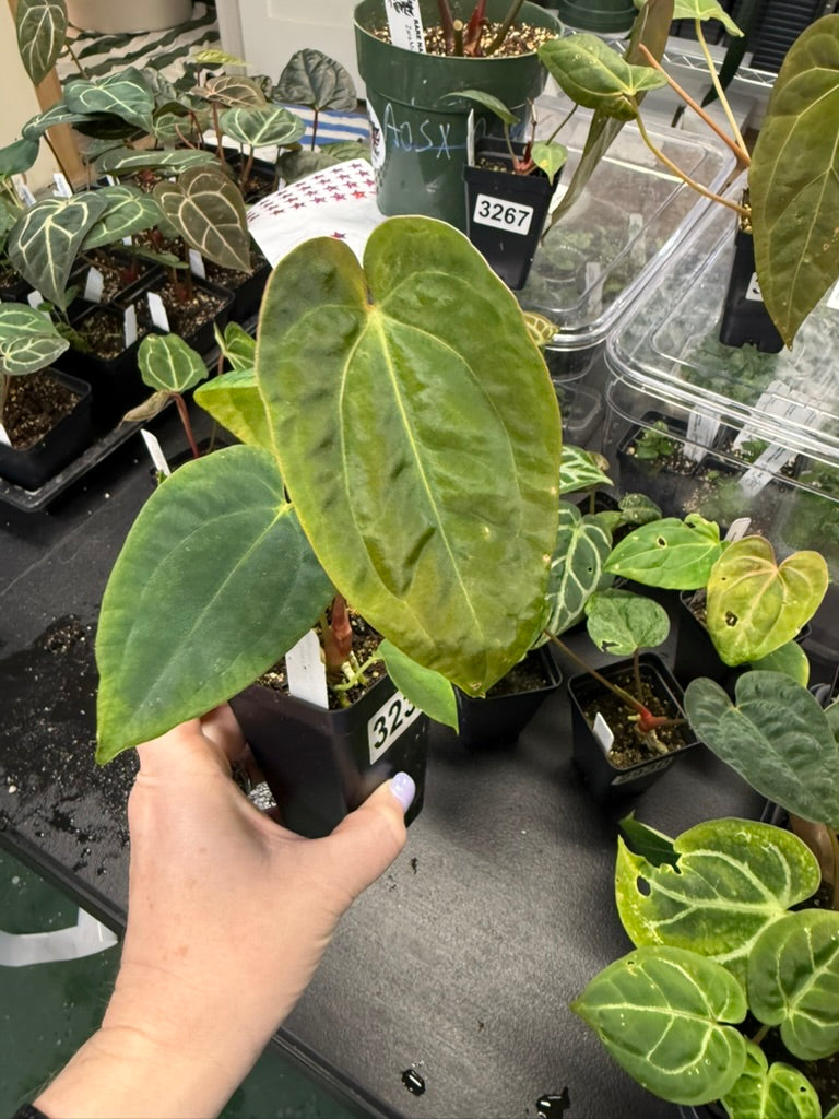Anthurium Dark Pap X Magnificum 'Mickey'