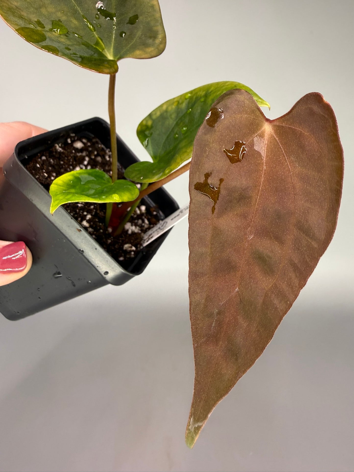 Anthurium Red Thunder x Ree Portillae x Red Vein Dark Phoenix – Exact Plant #3492