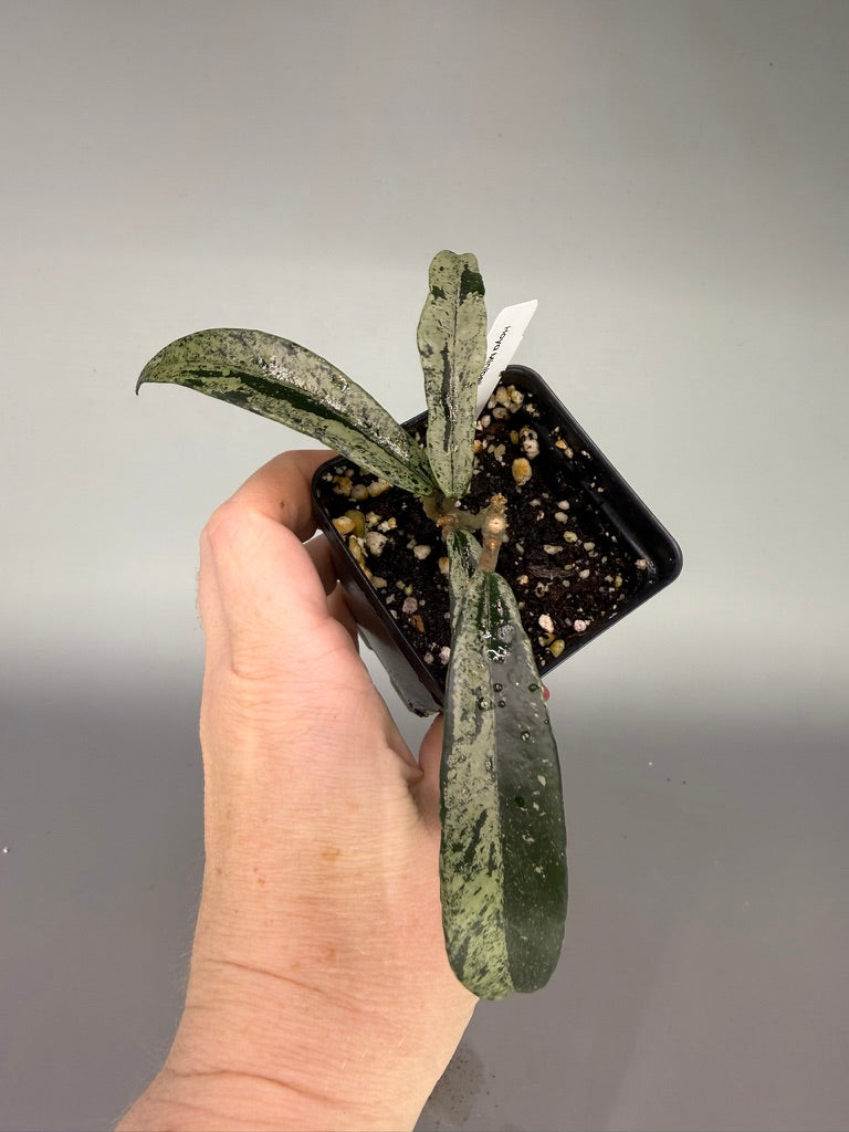 Hoya Minibelle Splash – Exact Plant #0615