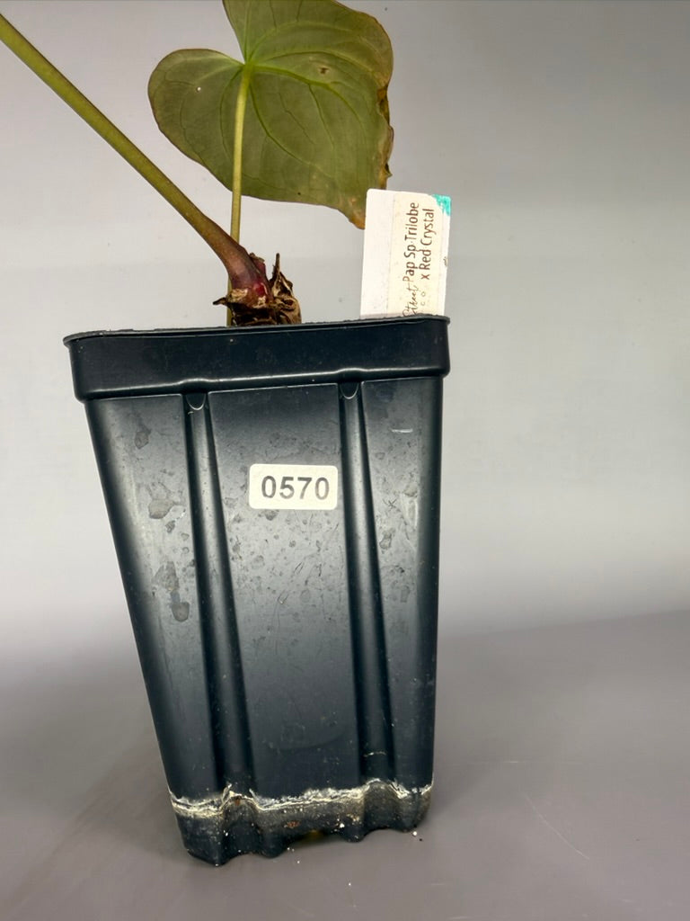 Anthurium Pap x SP Trilobe x Red Crystal – Exact Plant #570